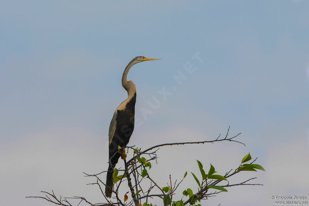 Anhinga roux