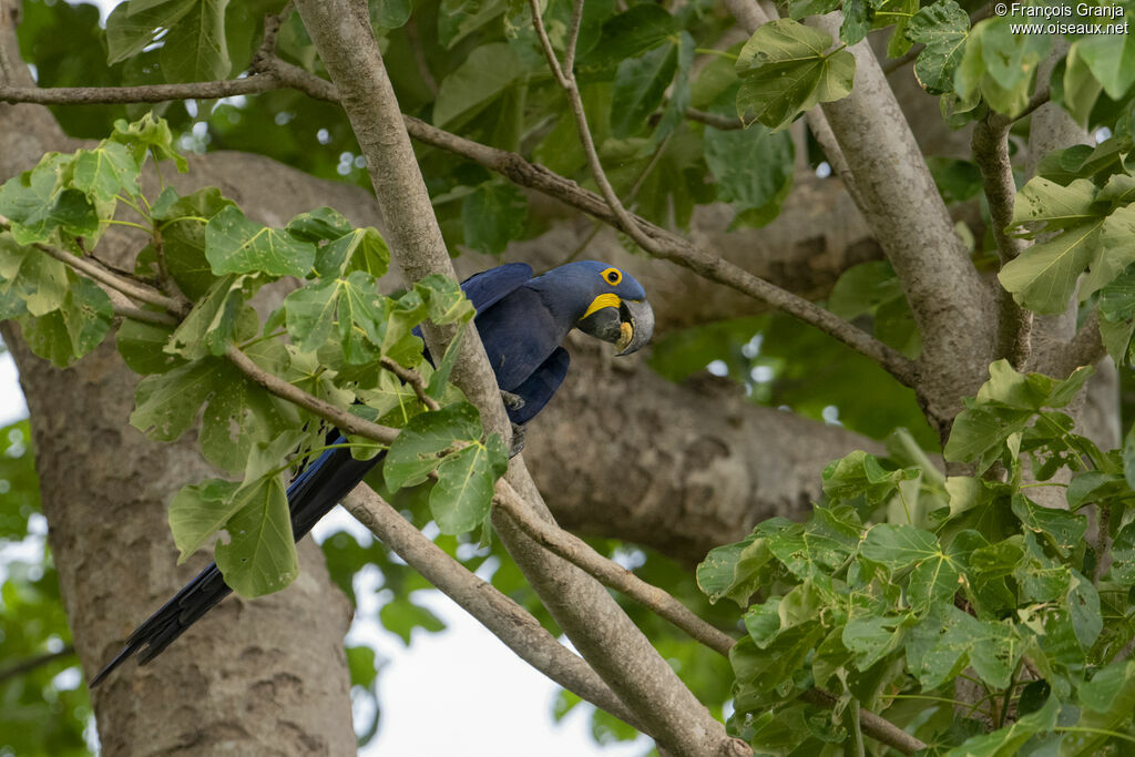 Hyacinth Macaw