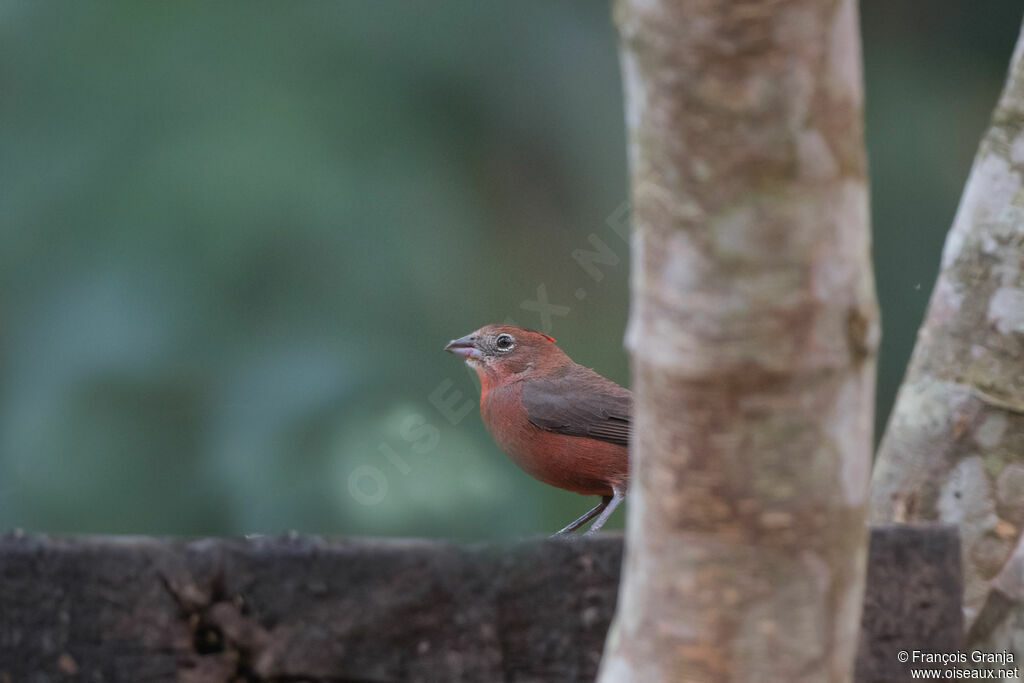 Red Pileated Finch