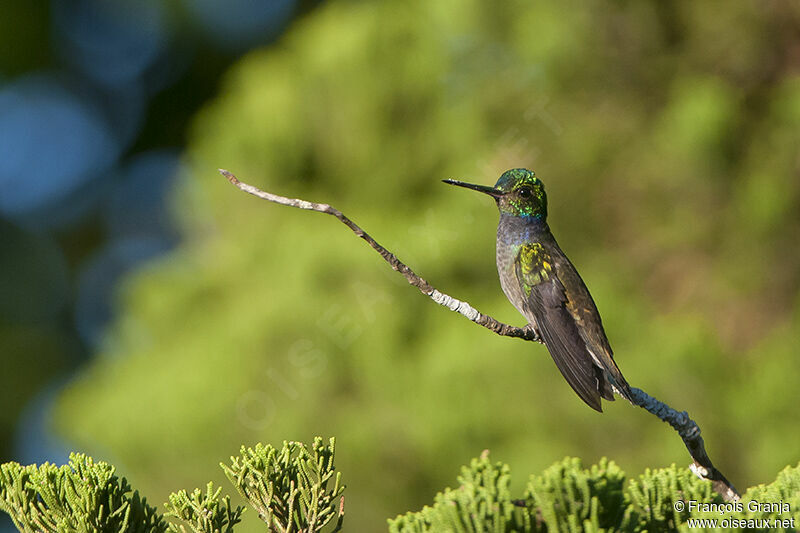 Charming Hummingbirdadult, identification