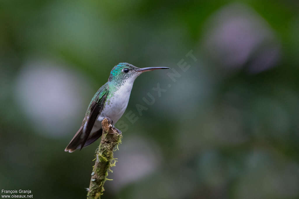 Andean Emerald female adult, identification