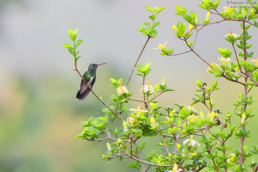 Glittering-throated Emerald