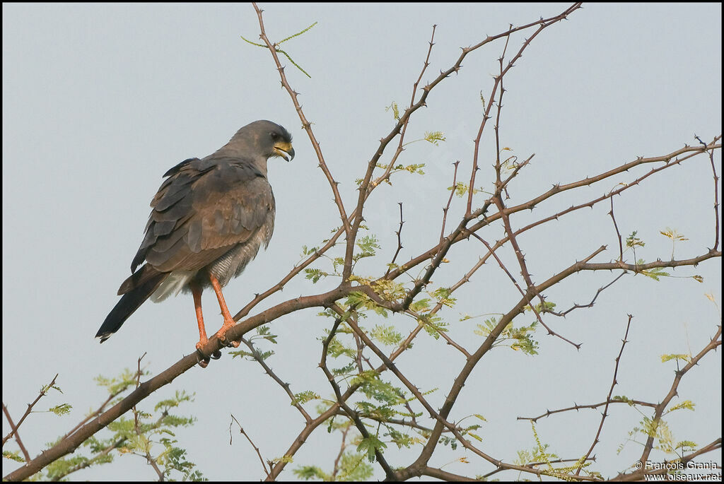 Eastern Chanting Goshawkadult