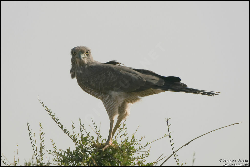 Eastern Chanting Goshawkjuvenile