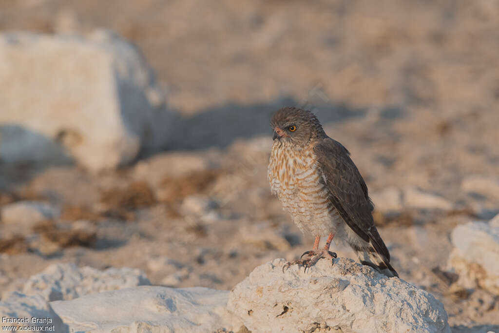 Gabar Goshawk, identification