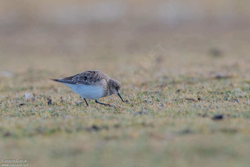 Baird's Sandpiperadult transition, habitat, fishing/hunting