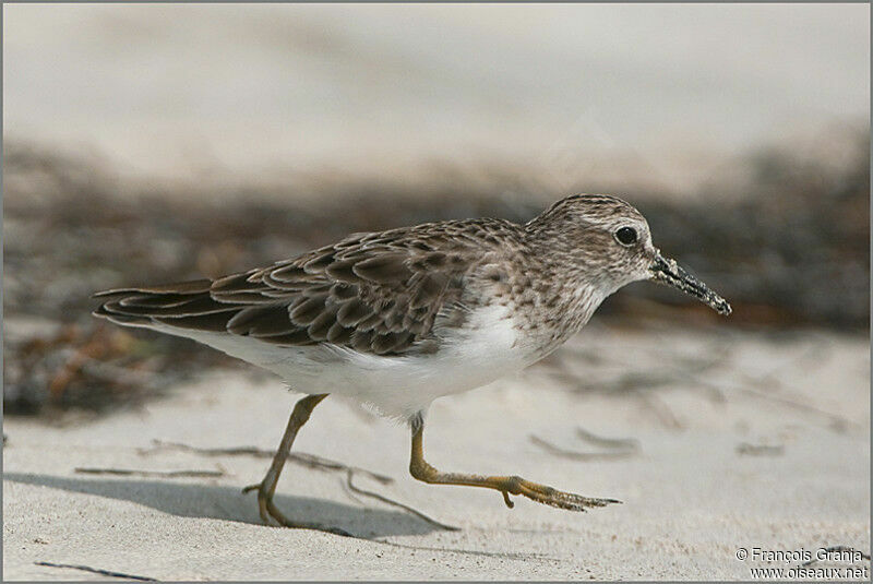 Least Sandpiperadult