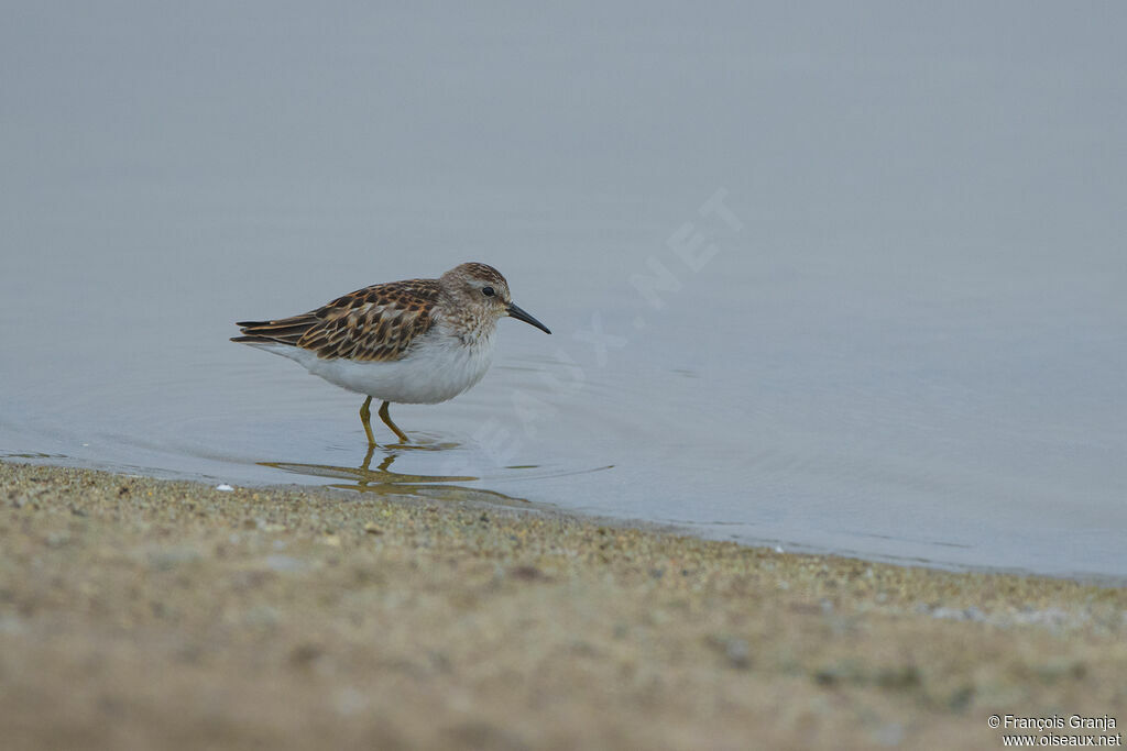 Least Sandpiper