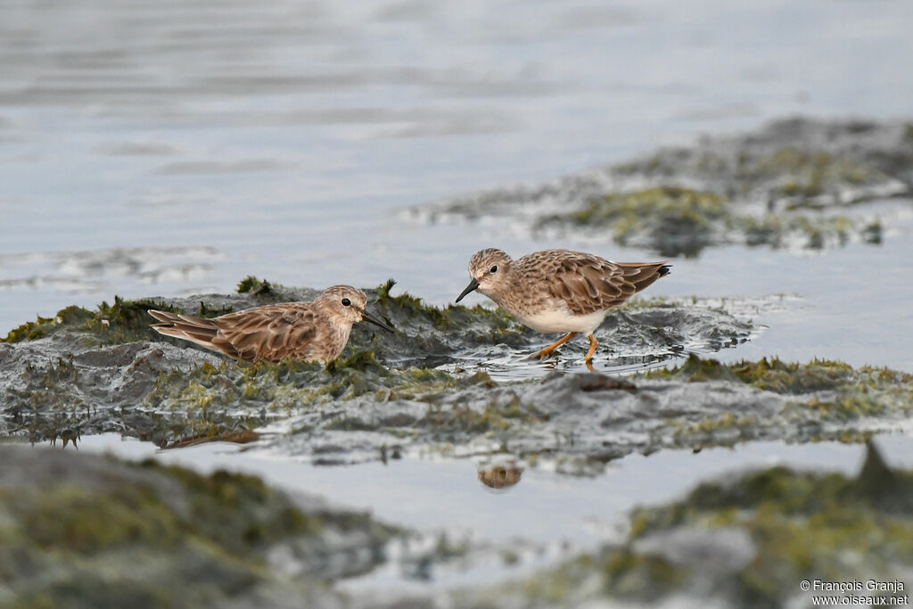 Least Sandpiper