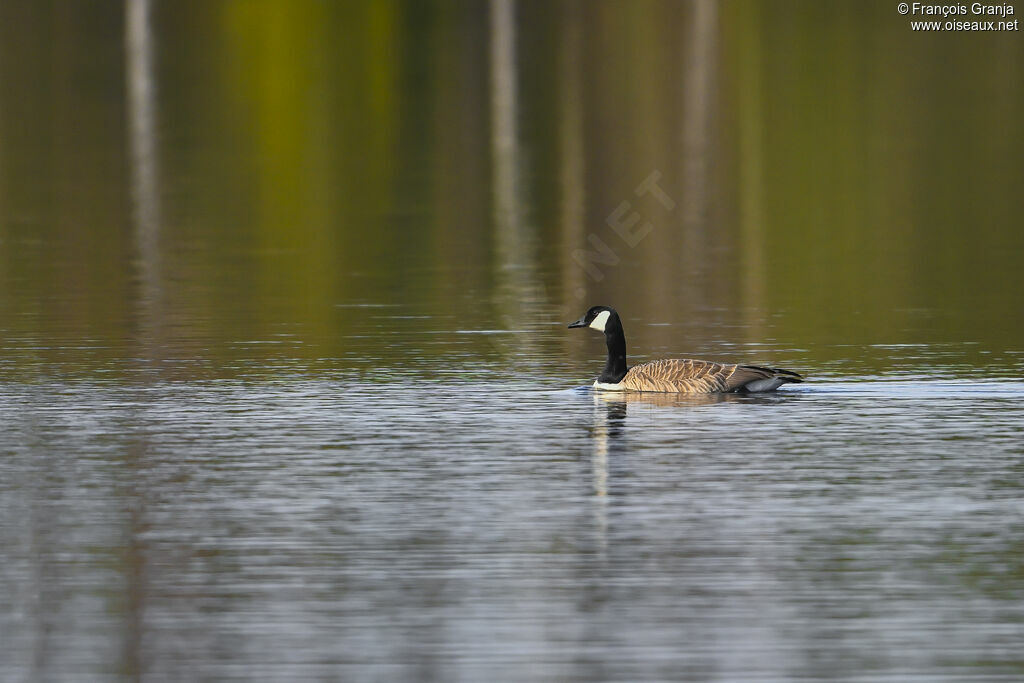 Canada Goose