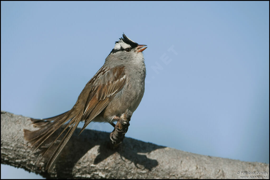 Bruant à couronne blancheadulte