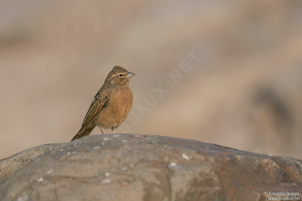 Bruant des rochers