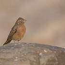 Bruant des rochers