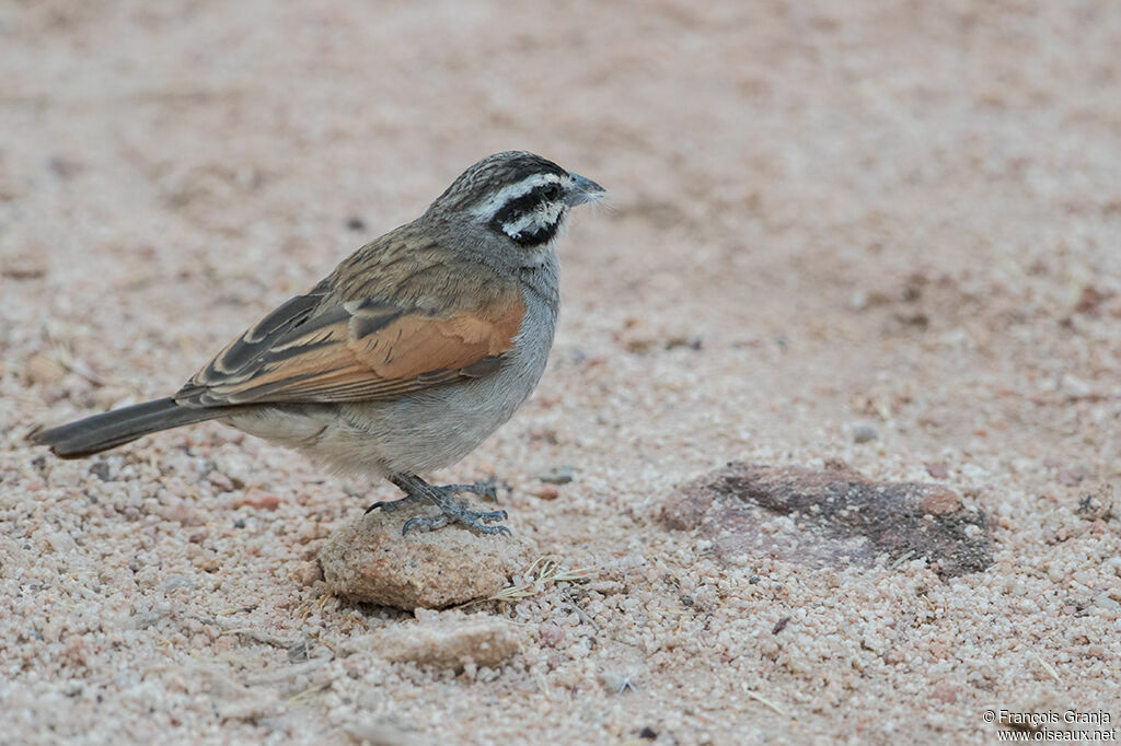 Bruant du Cap