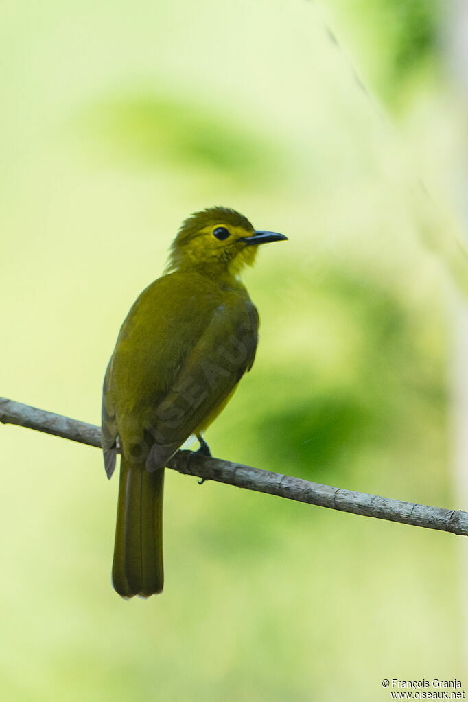 Bulbul à sourcils d'or