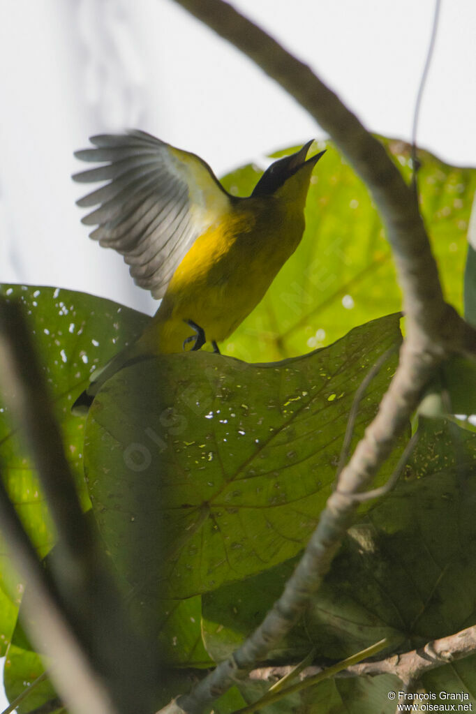 Bulbul à tête noire