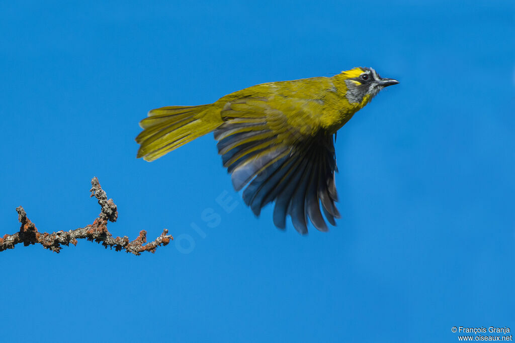 Bulbul oreillard