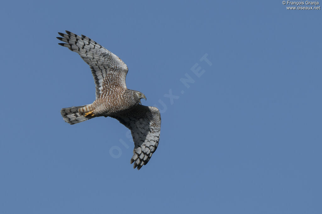 Cinereous Harrier