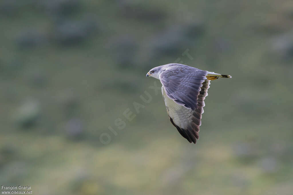 Variable Hawkadult, pigmentation, Flight