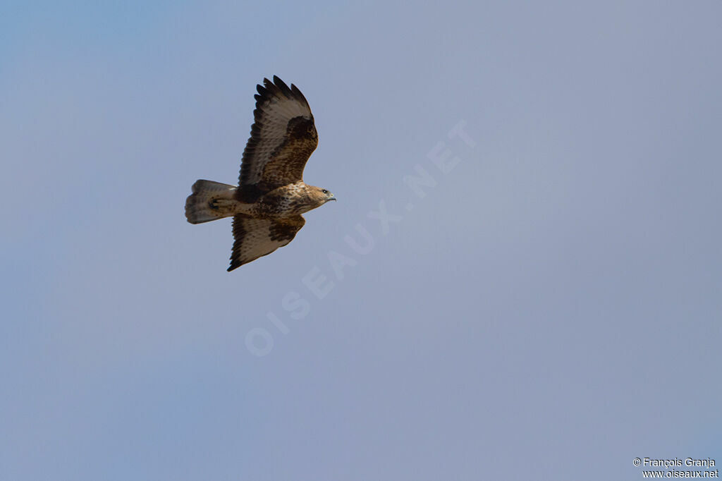 Buse variable