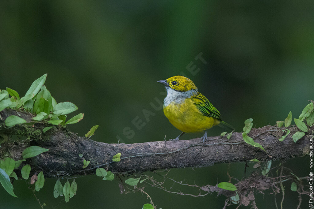 Silver-throated Tanager