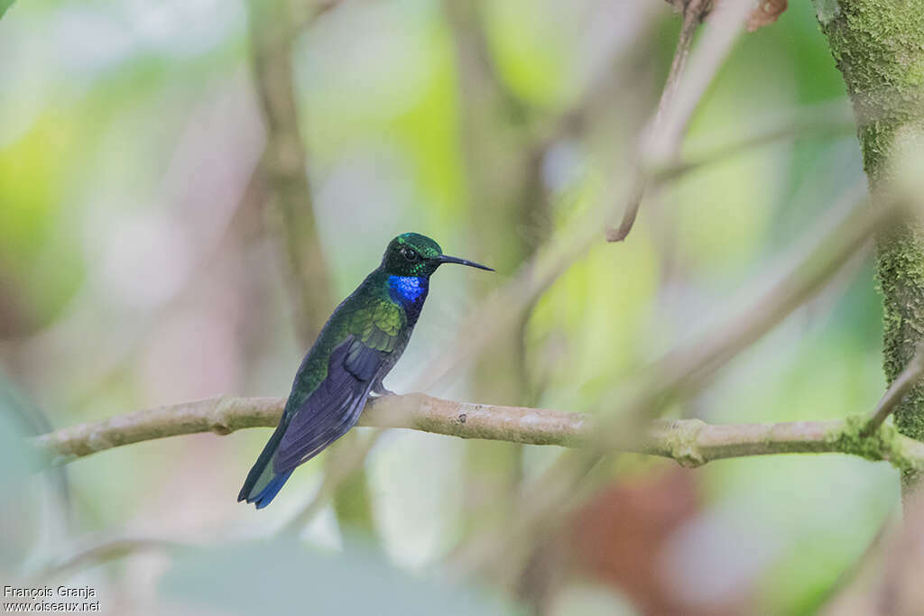 Campyloptère du Napo mâle adulte, identification