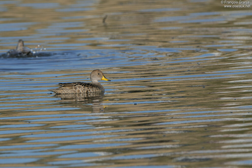 Canard à queue pointue