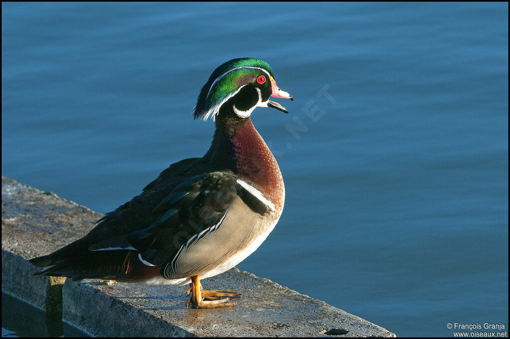 Wood Duck male adult