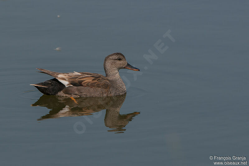 Canard chipeau