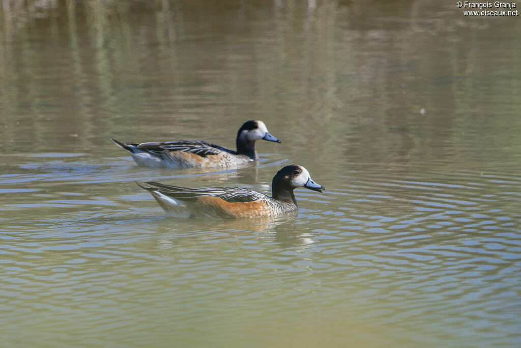 Canard de Chiloé
