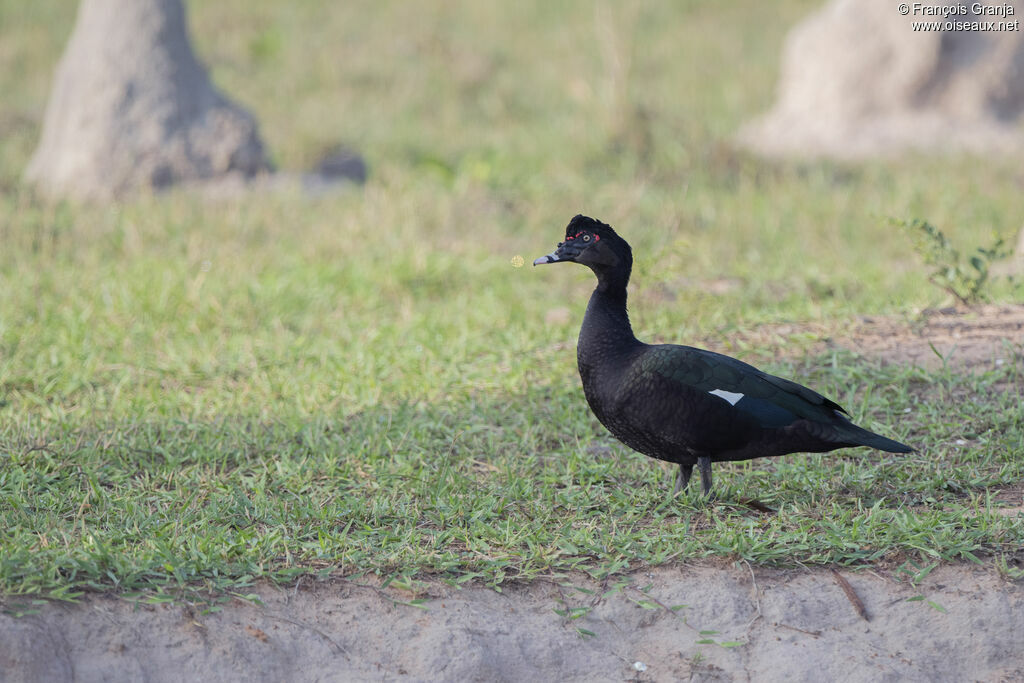 Muscovy Duck
