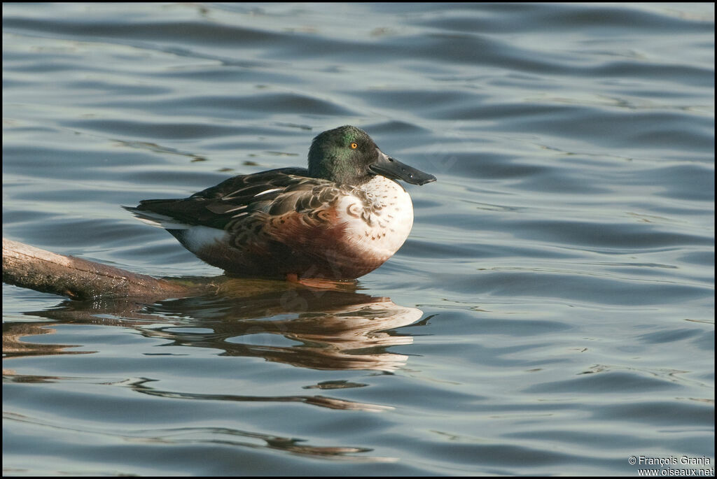 Canard souchet mâle adulte
