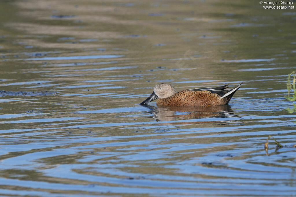 Canard spatule