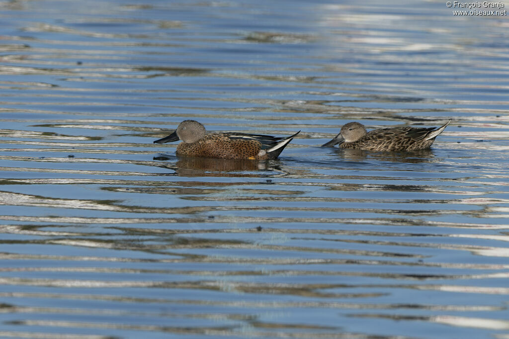 Canard spatule