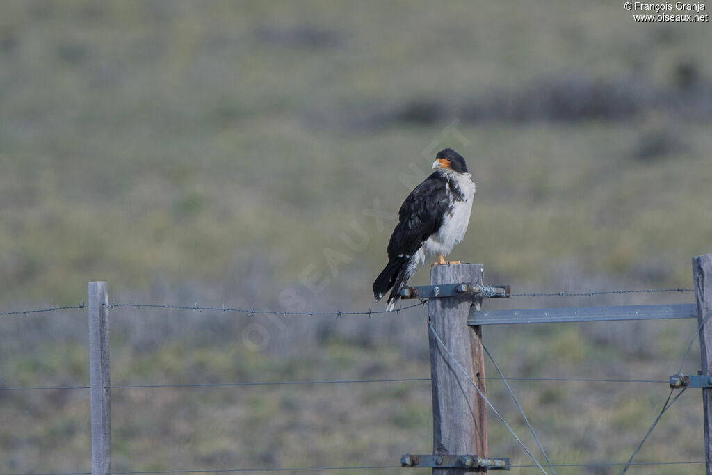 Caracara à gorge blanche