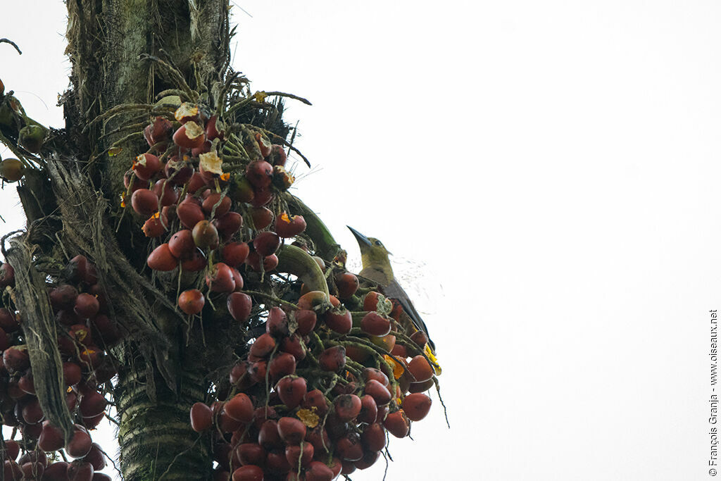 Russet-backed Oropendola