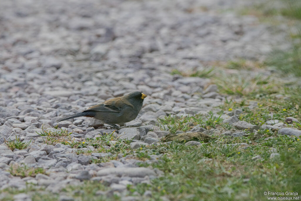 Band-tailed Seedeater