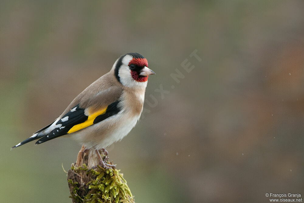 Chardonneret élégantadulte