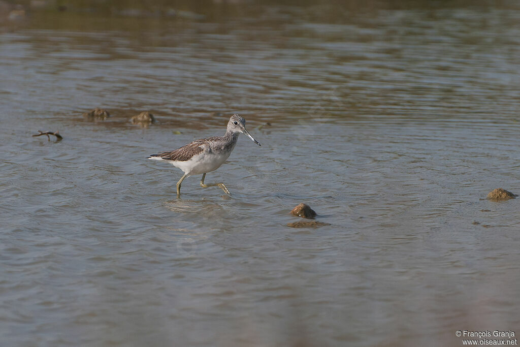 Common Greenshankadult