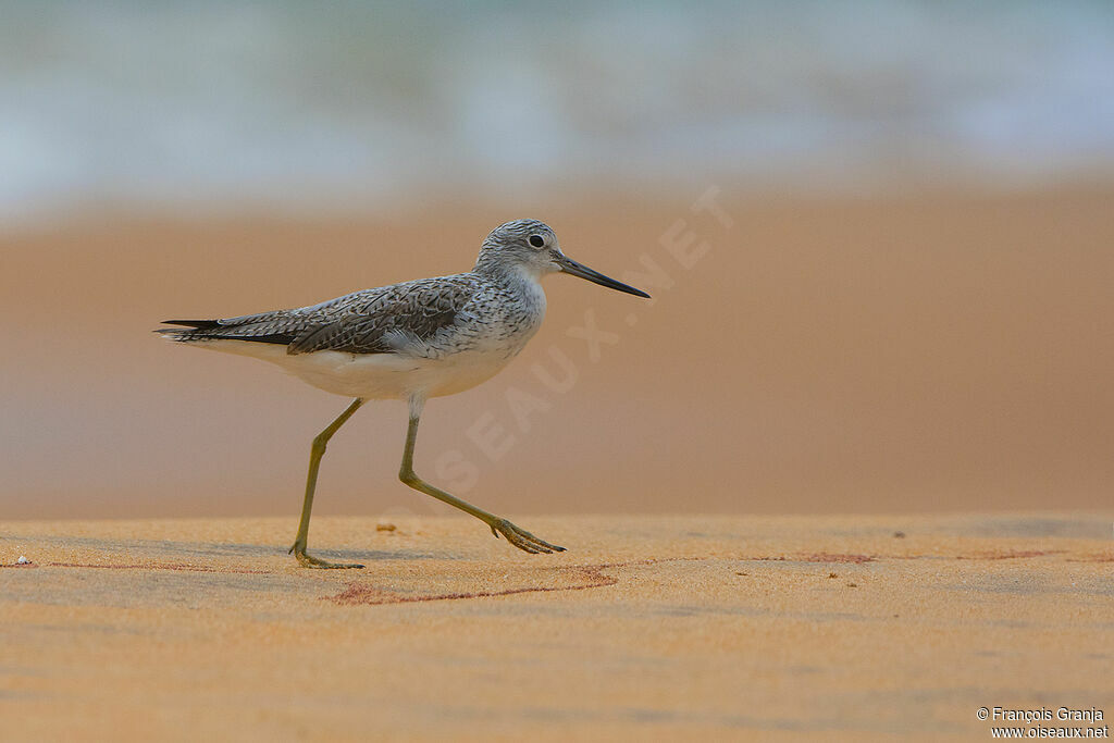 Common Greenshank
