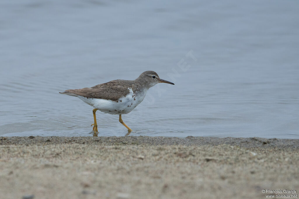 Spotted Sandpiper