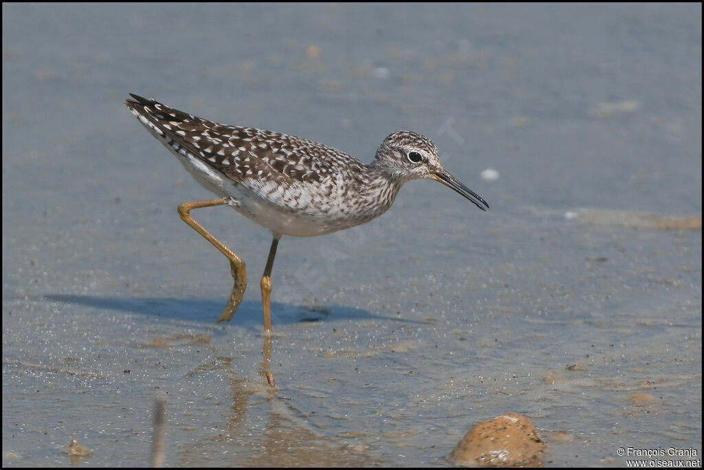 Wood Sandpiperadult
