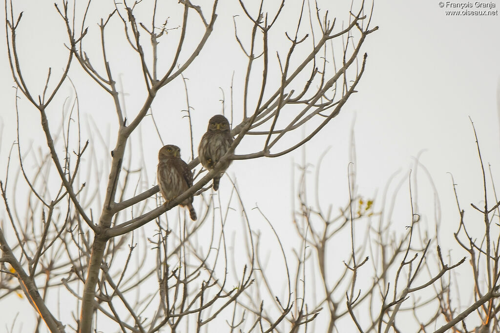 Ferruginous Pygmy Owl