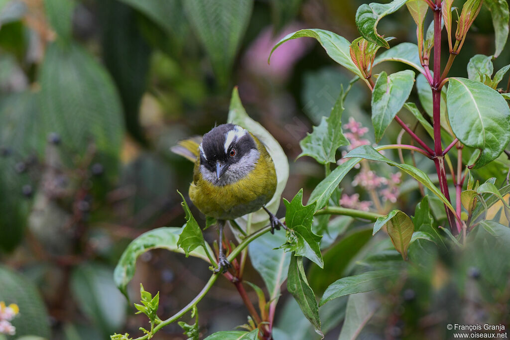 Chlorospin à sourcils brisés