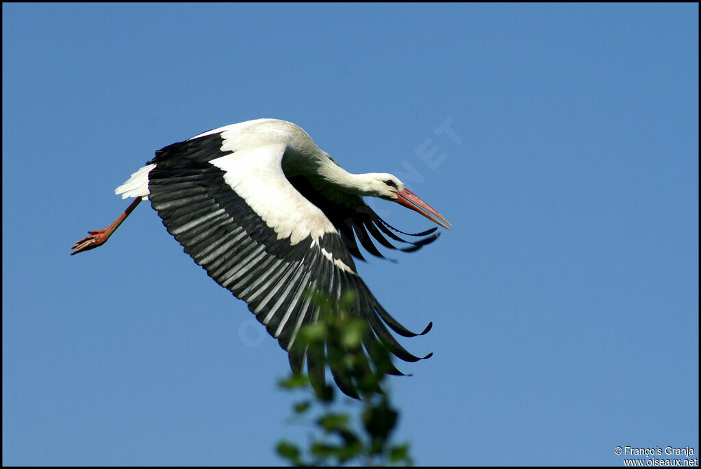 Cigogne blancheadulte, Vol