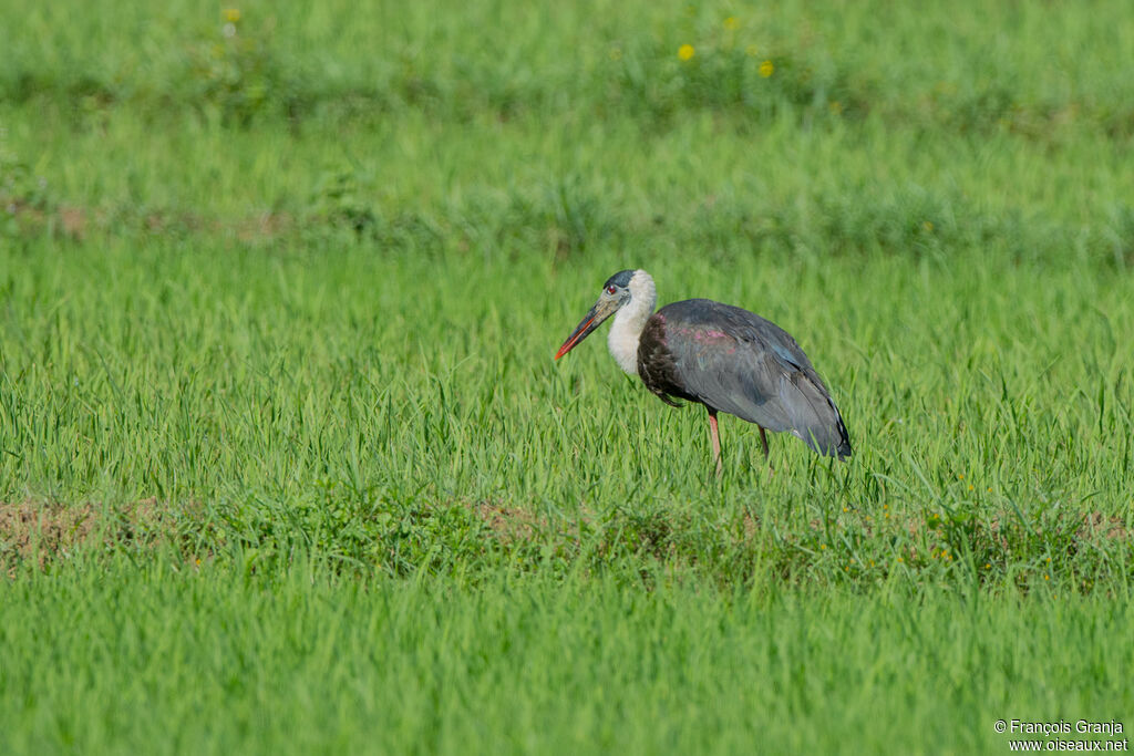 Cigogne épiscopale