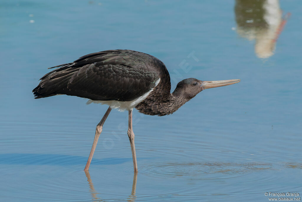 Cigogne noire