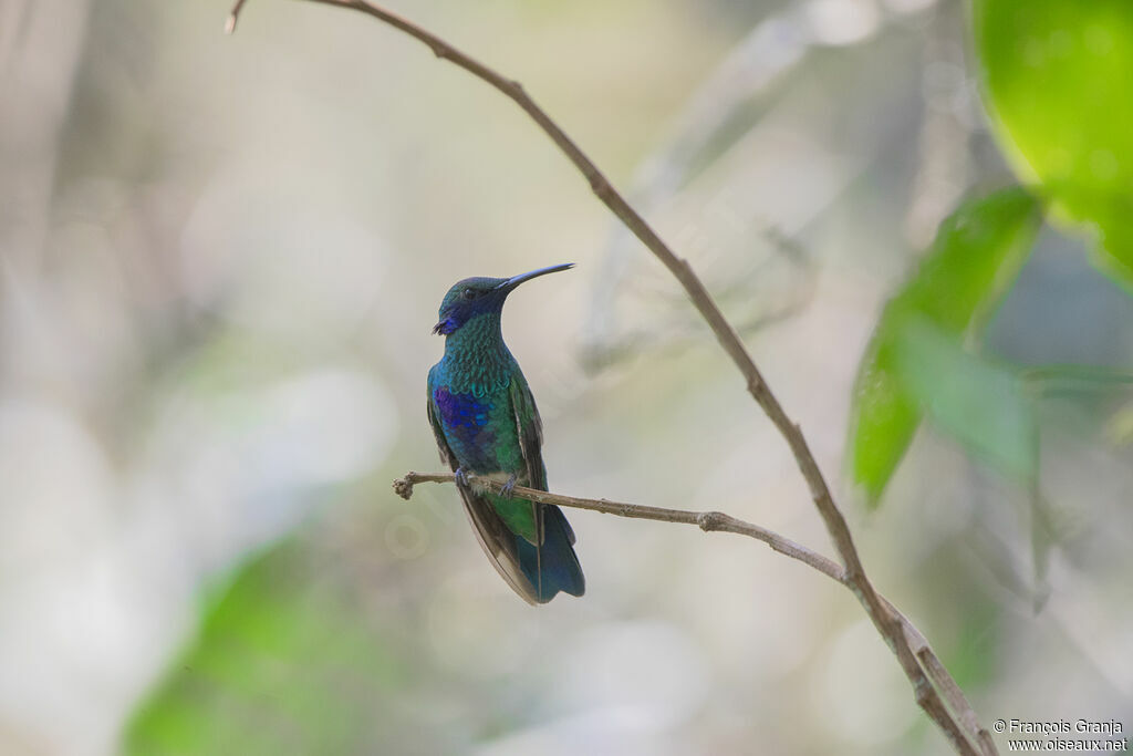 Colibri anaïs