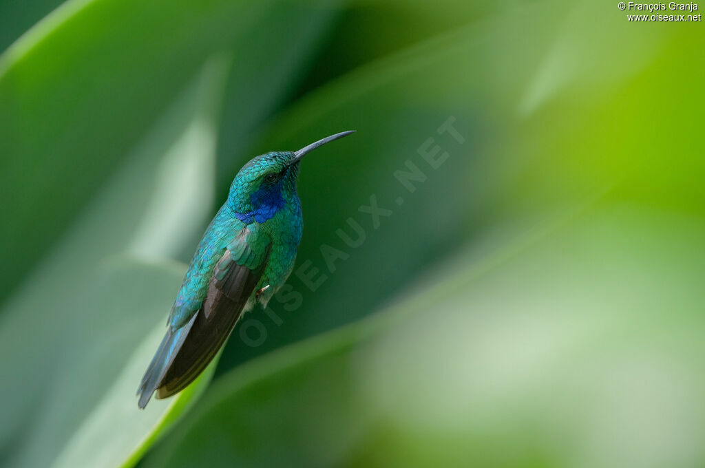 Colibri cyanote