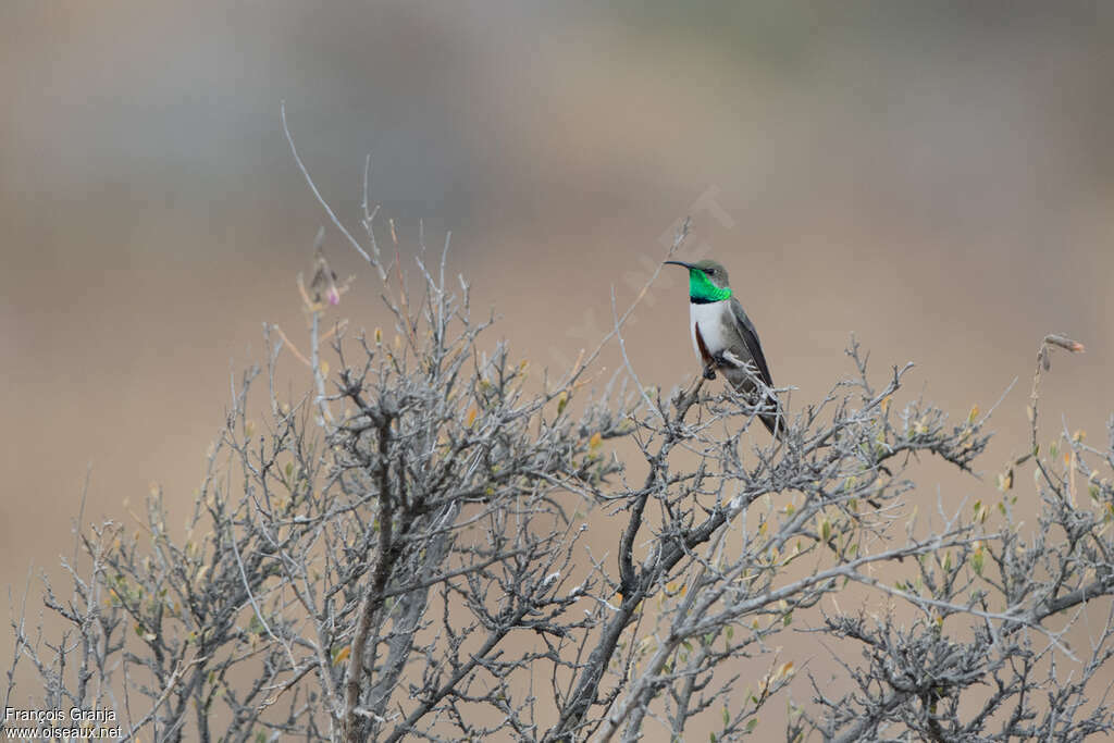 Andean Hillstar
